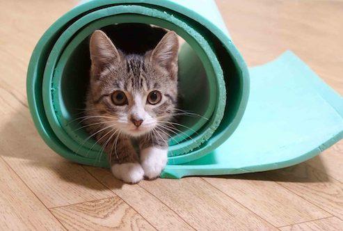 cat in yoga mat 